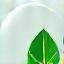 Leaf in a soap bubble icon